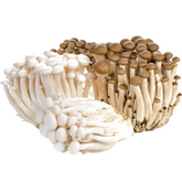 Beech Mushroom Grain Spawn 1.5kg (620)